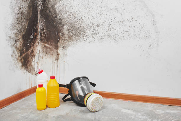 Trusted Hillsville, VA Mold Remediation Experts