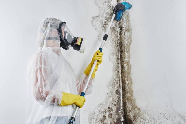 Best Residential Mold Remediation in Hillsville, VA