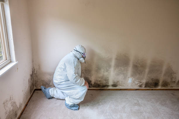Best Kitchen Mold Remediation in Hillsville, VA