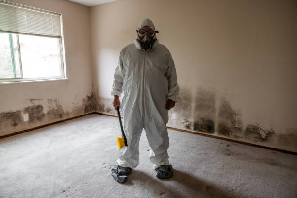 Best Mold Remediation for Specific Building Types in Hillsville, VA