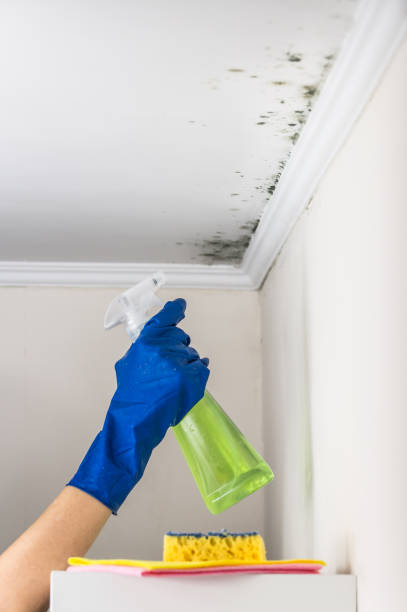Best Preventive Mold Services in Hillsville, VA